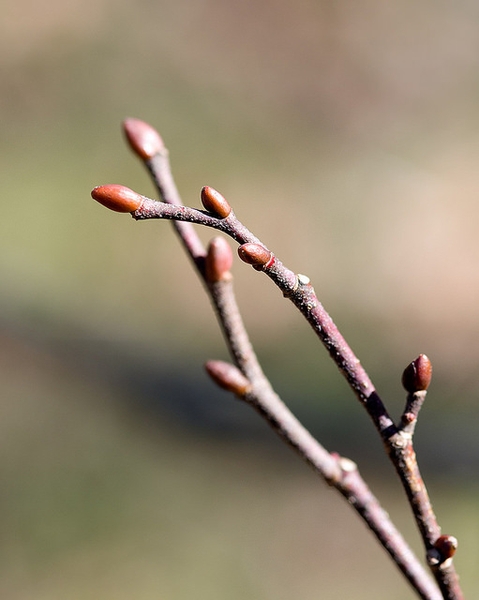 Blade: heart-shaped leaves that are lopsided at the base, usually 2–3" long with somewhat saw-toothed margins
Bud: oval-elliptic, rounded at the tip, the lowest scale thick and knobby on the side of the bud, deep golden brown to red or red-green
Bark: Bark is stringy, smooth and dark gray on branches, developing ridges and furrows on larger branches and the trunk