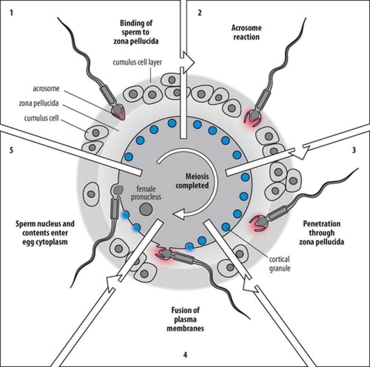 <p>Enzyme on sperm aiding in oocyte penetration.</p>