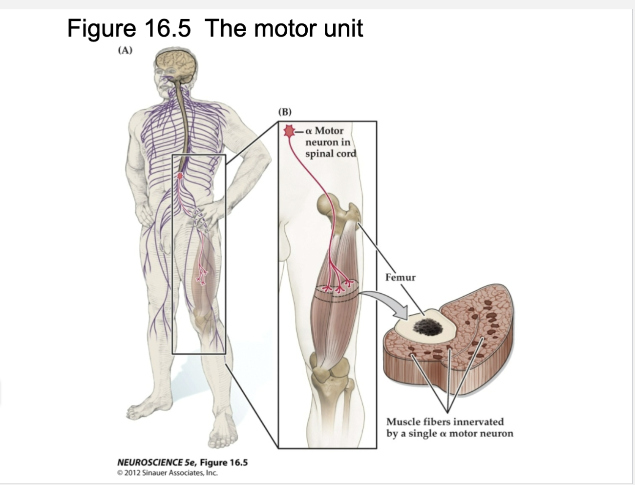<p>Explain Figure 16.5</p>