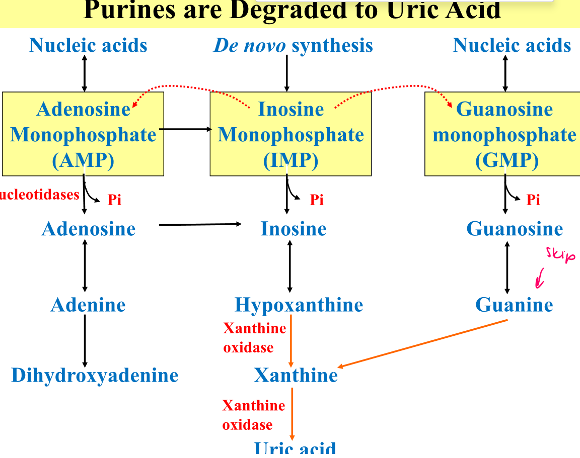 Recall uric acid can break down further to allantoin and then to urea 