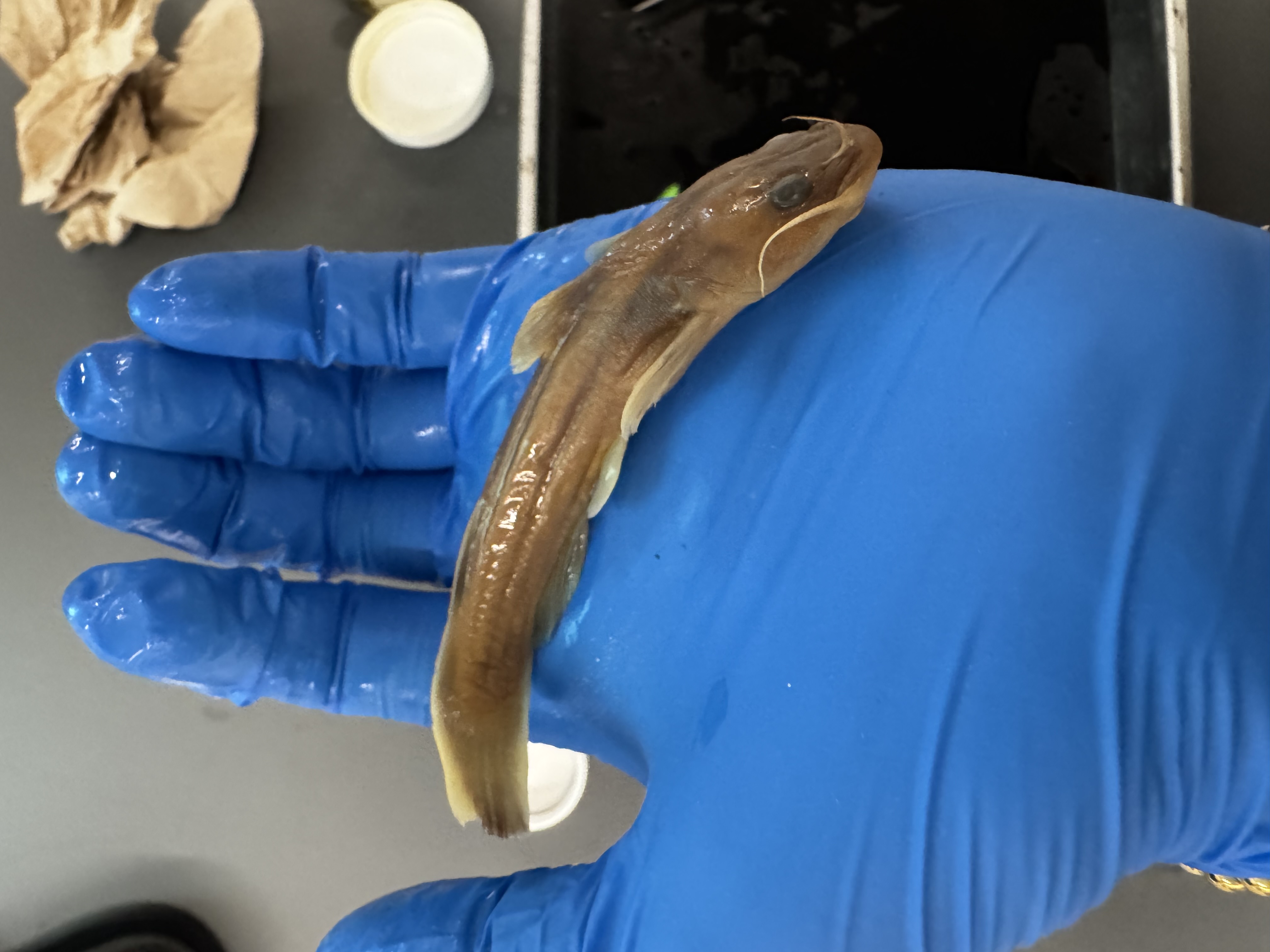 <p>Family:</p><p>Species:</p><p>Scientific:</p>