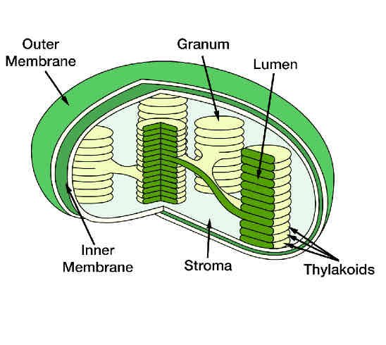 <p>chloroplasts</p>
