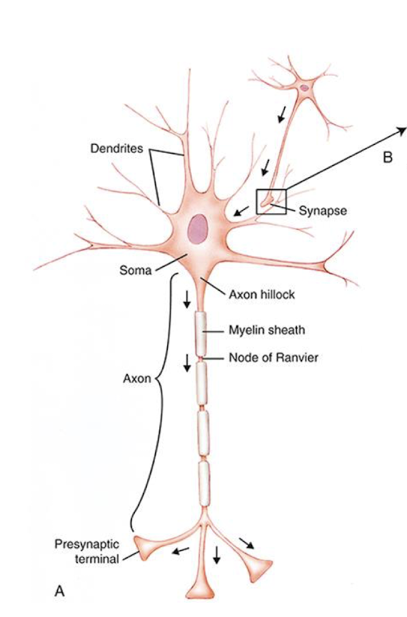 <ul><li><p>Dendrites </p></li><li><p>Soma</p></li><li><p>Axon</p></li><li><p>Presynaptic terminal </p></li></ul><p></p>