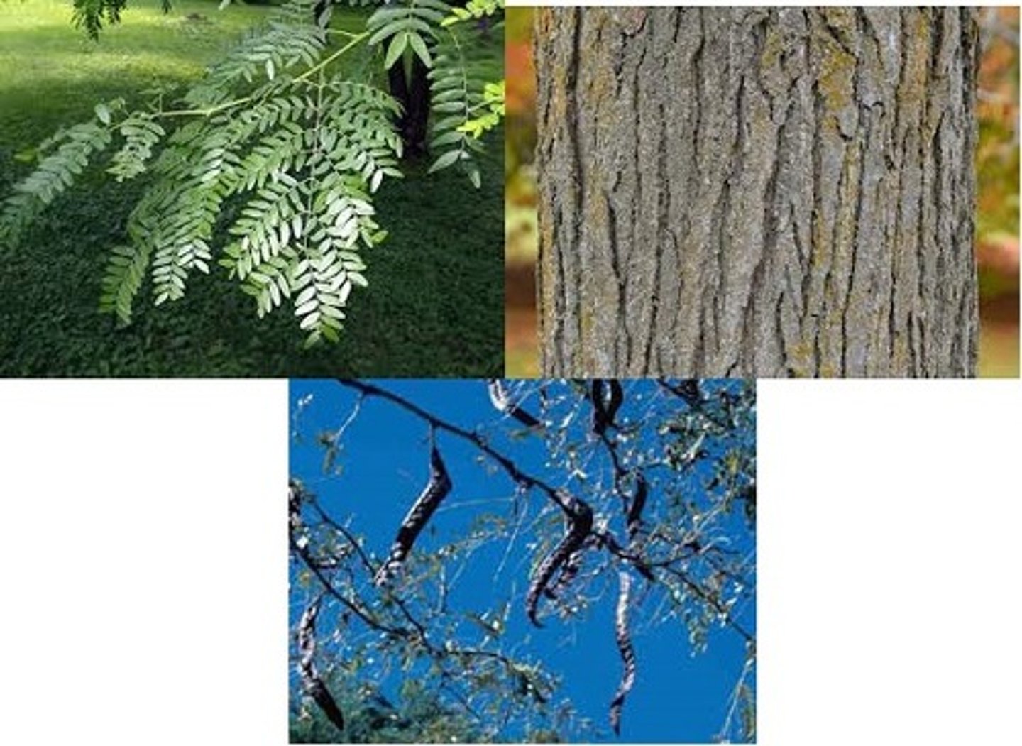 <p>honeylocust</p><p>Family: Fabaceae</p><p>- On Campus will not have thorns, instead it will have very Scaly bark</p>