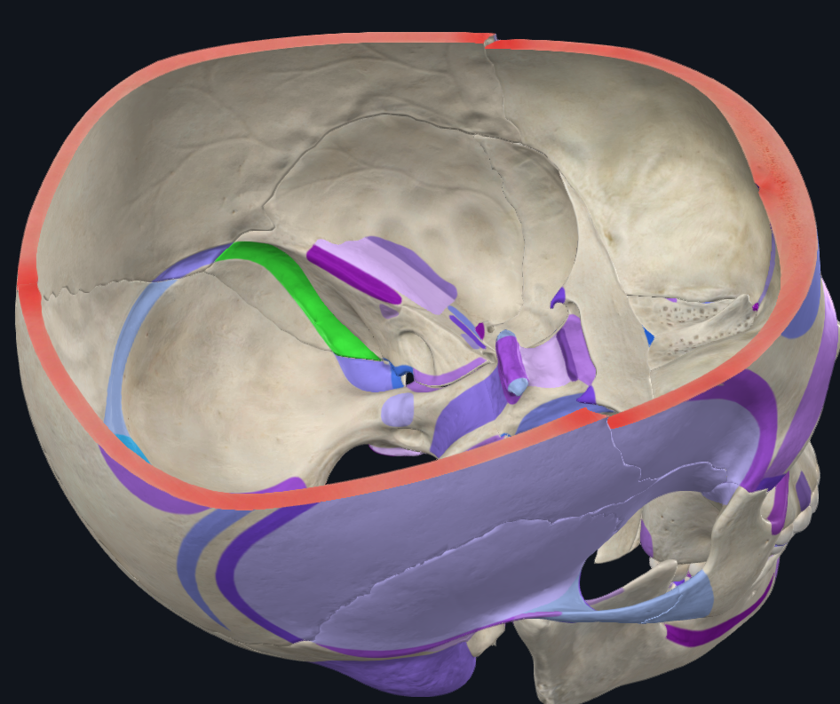 <p>zde <strong><span style="color: blue">sinus sigmoidei</span></strong>, který se zezadu vlévá do <span style="color: blue">v. jugularis interna </span>zezadu</p>