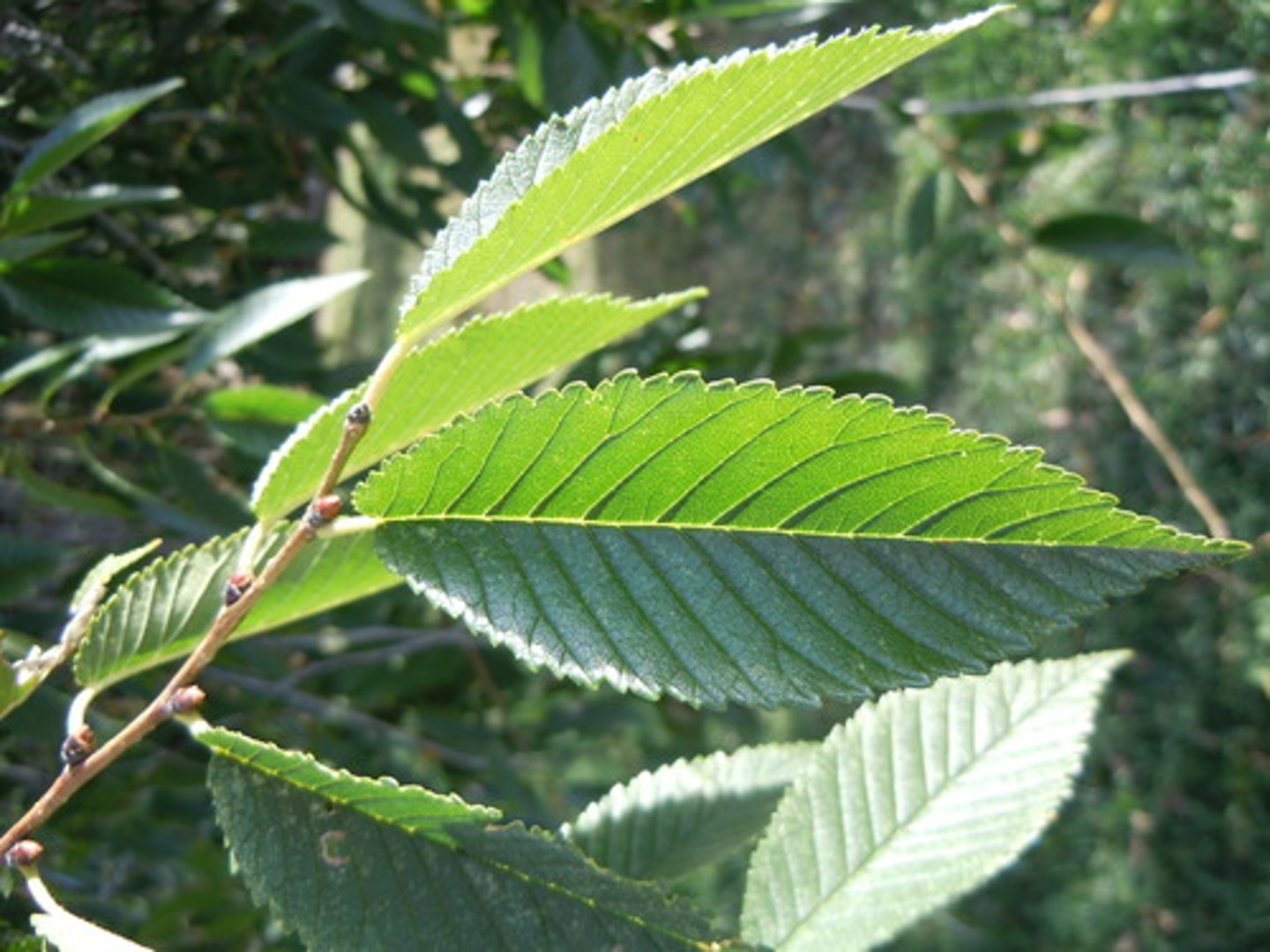 <p>Ulmaceae Ulmus pumila</p>