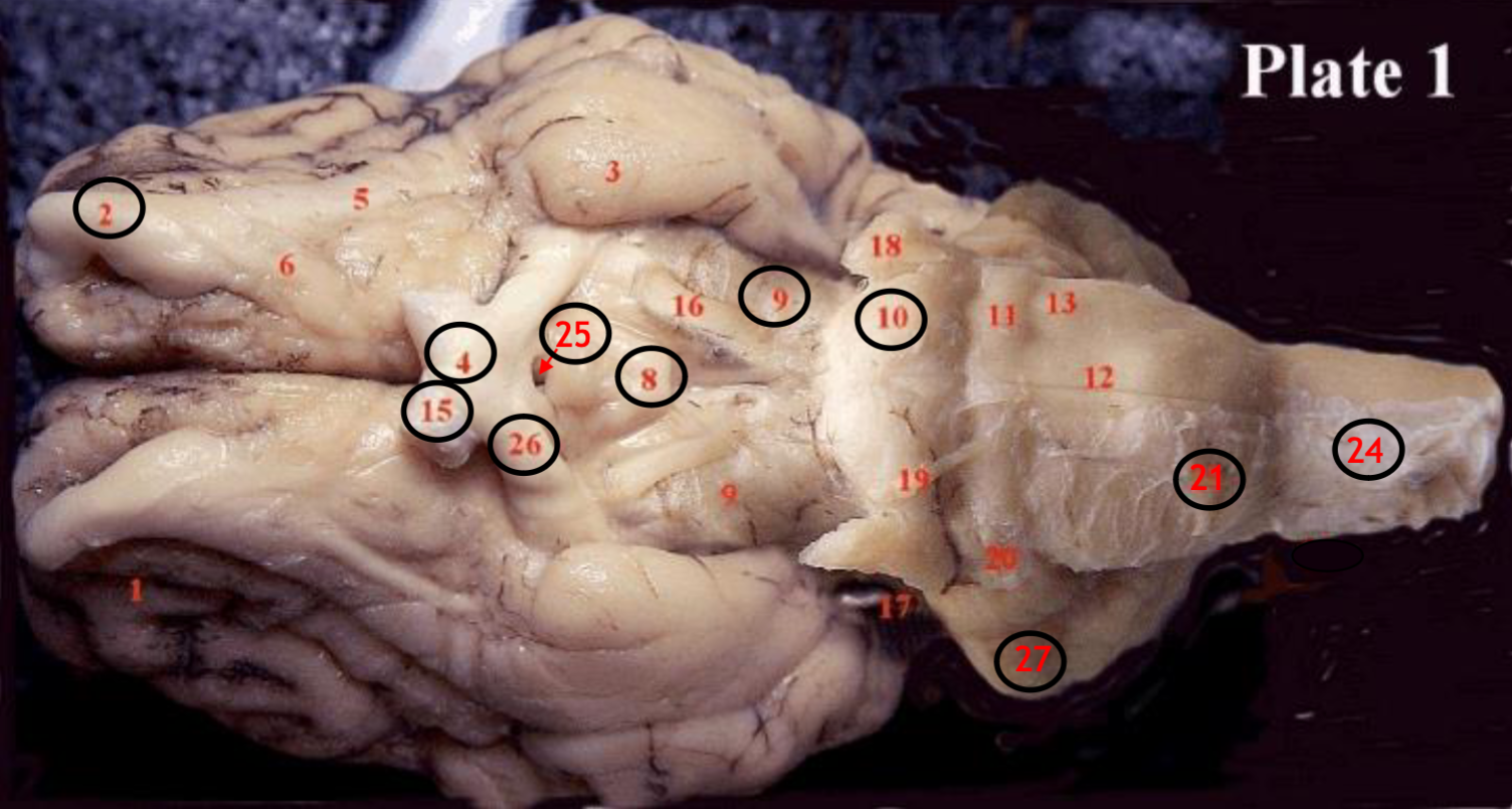 <p><span>Infundibulum</span></p>