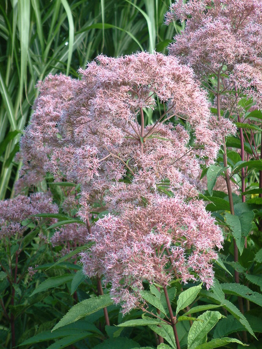 <p>Joe Pye weed</p>