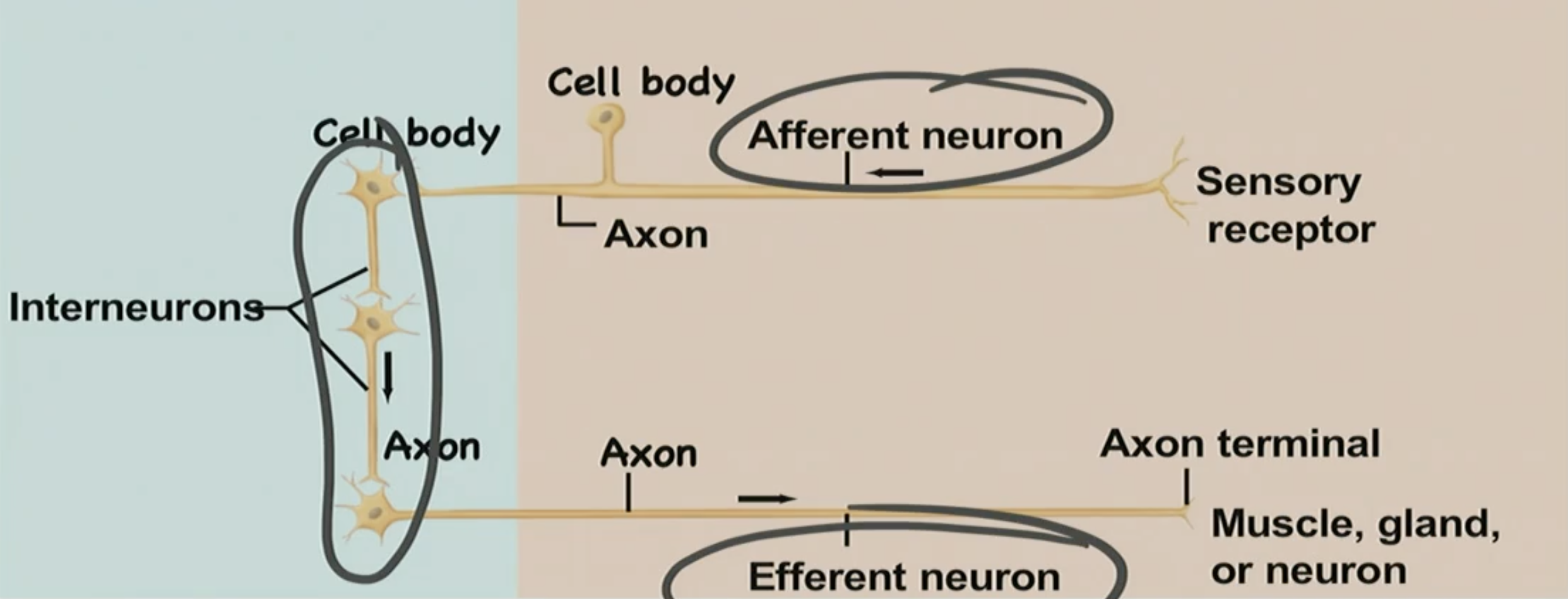 <p>T/F: Interneurons don’t do much processing</p>
