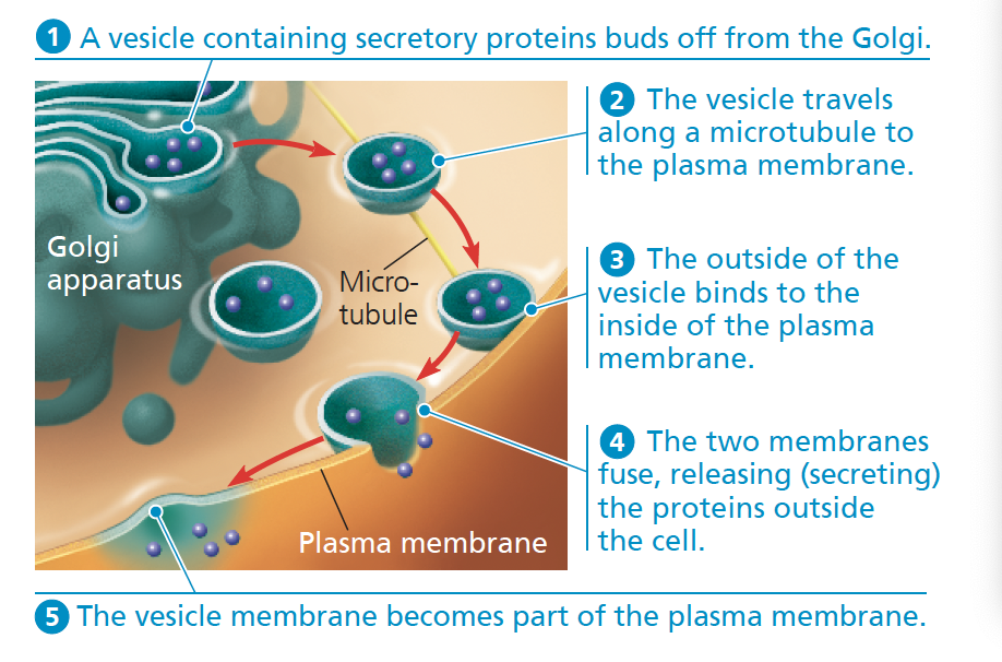 <ul><li><p><strong><mark data-color="green" style="background-color: green; color: inherit;">Trafficking and modification of newly synthesised proteins from the ER </mark>inside smaller vesicles that fuse with the cytoplasmic membrane</strong>, adding to the phospholipid bilayer and <strong>releasing their contents to the extracellular environment </strong><span style="color: green;"><strong><span>(exocytosis)</span></strong></span></p></li></ul><ul><li><p><strong><mark data-color="green" style="background-color: green; color: inherit;">Directing hydrolytic enzyme-containing vesicles to lysosomes.</mark></strong></p></li><li><p><strong>amino acid modification </strong><span style="font-size: inherit;"><strong><span>(eg: hydroxylation)</span></strong></span></p><p><strong>• modifying their carbohydrate chains</strong></p><p><strong>• Sorts and ships materials </strong><span style="font-size: inherit;"><strong><span>into transport vesicles&nbsp;</span></strong></span></p></li></ul><p></p>