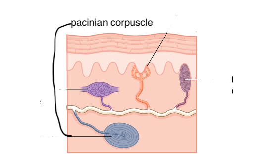 <p>pacinian (laminar) corpuscle</p>