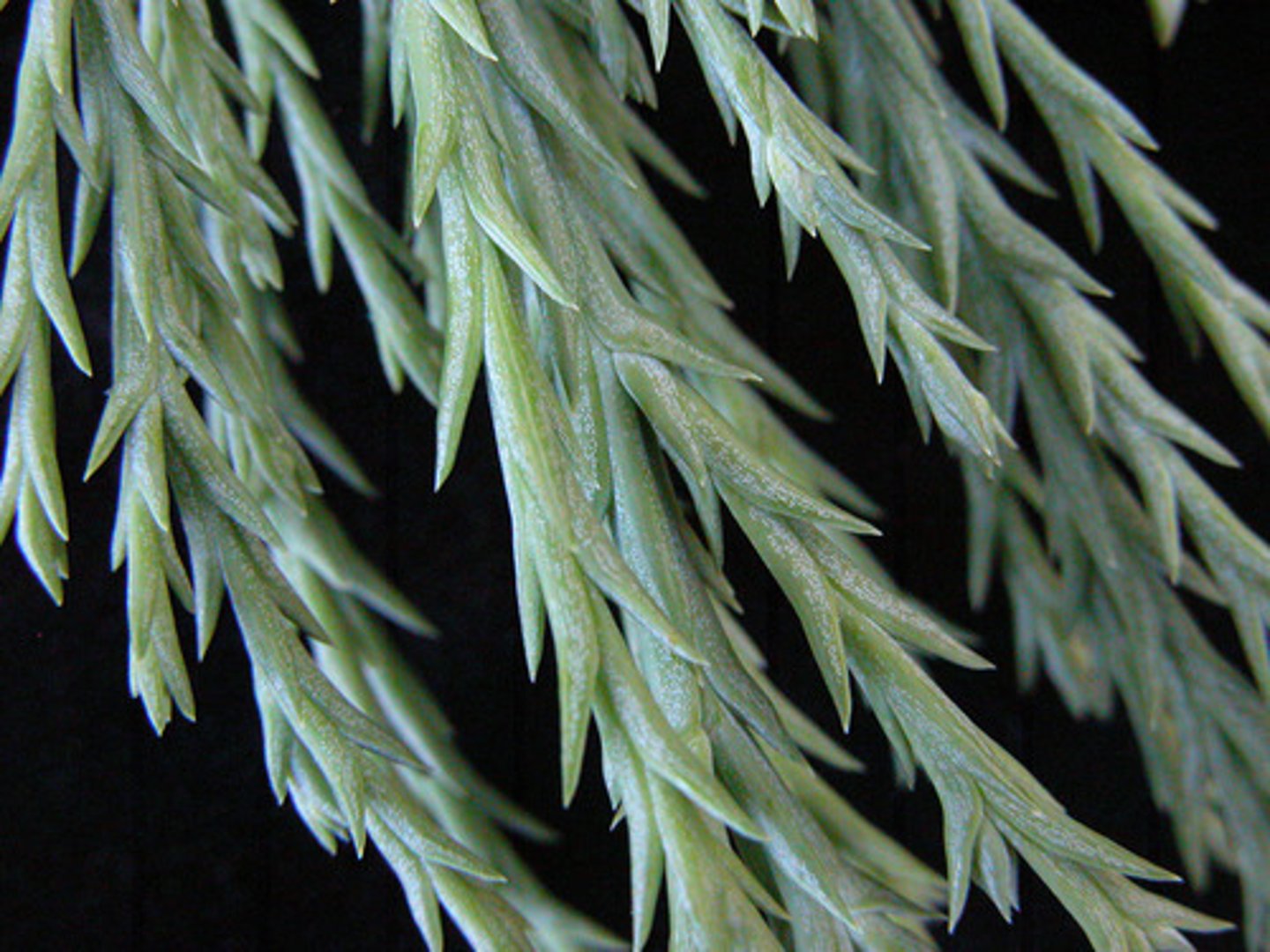 <p>Sequoiadendron giganteum, Cupressaceae</p>