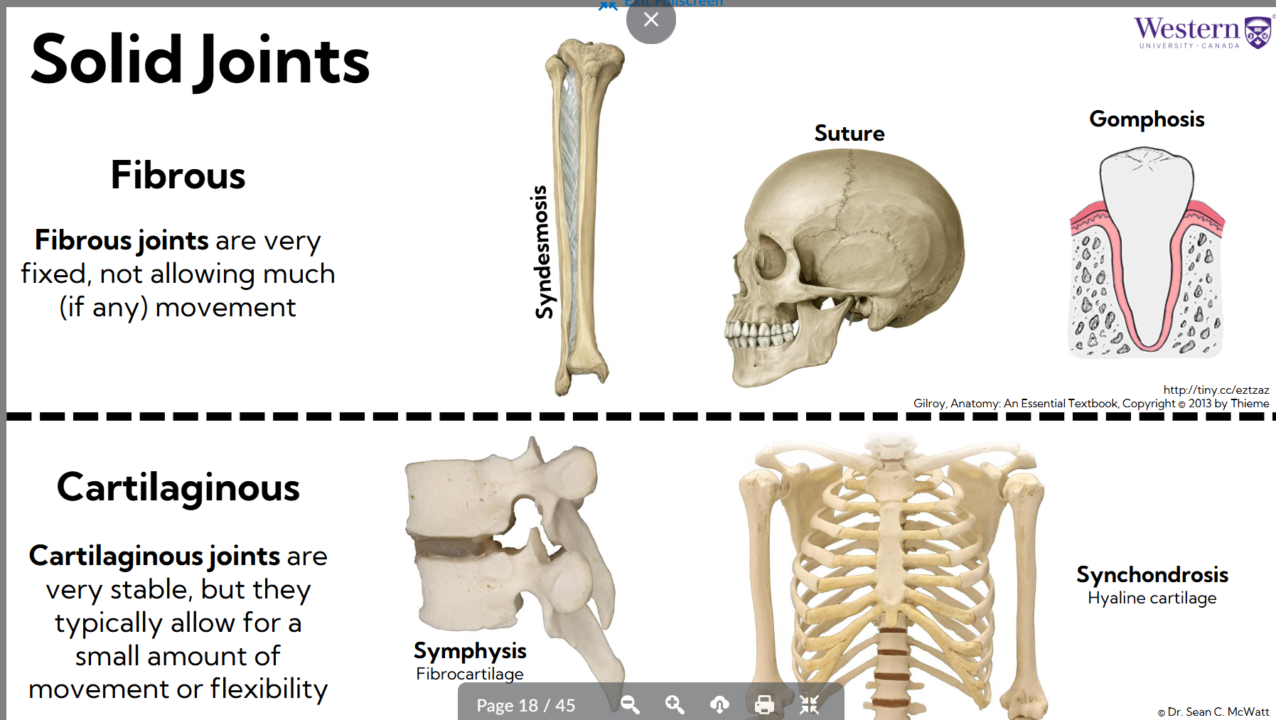 <p>Fibrous: Fixed joints (don’t allow movement) </p><p>Cartilaginous: Small amount of movement (v stable)</p>