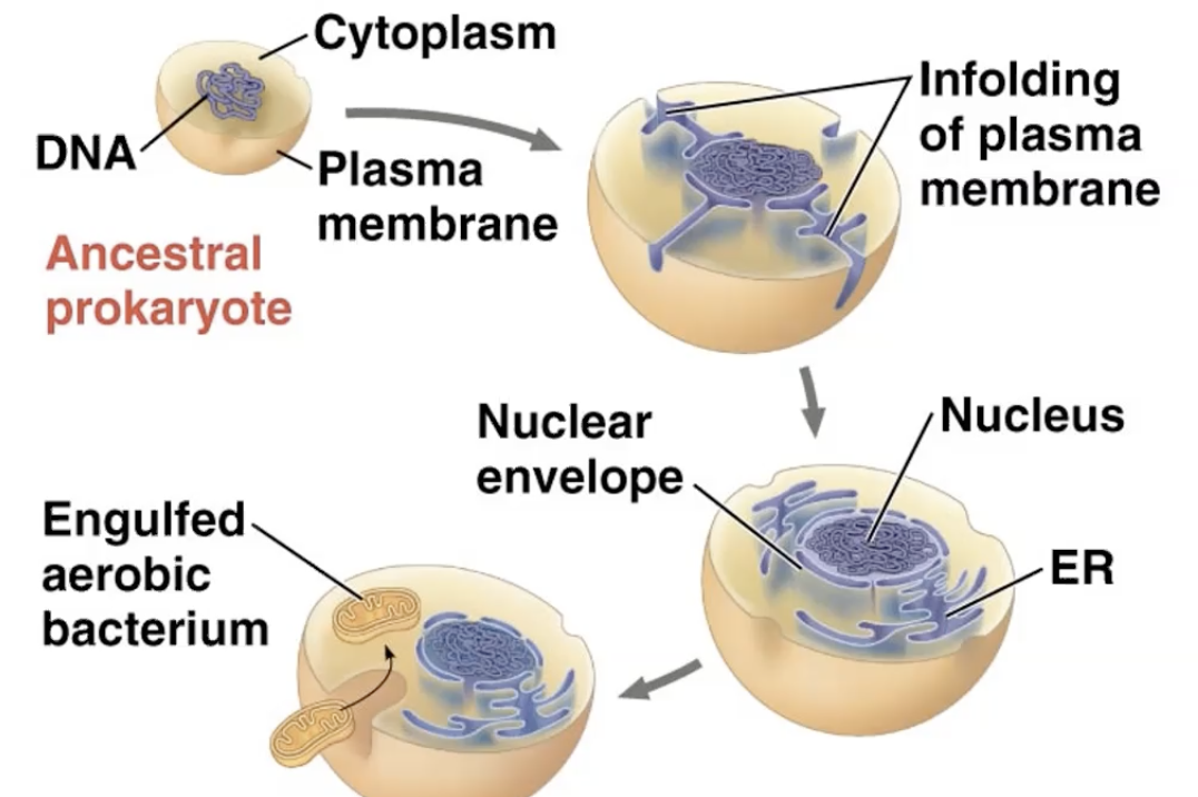 endosymbiosis