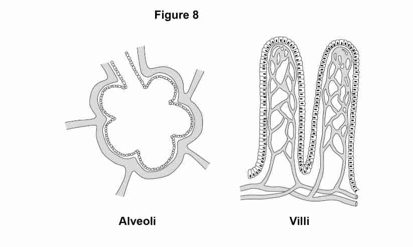 <p>Describe how the aveoli and the villi are <strong>adapted to increase absorbtion</strong>. [4]</p>