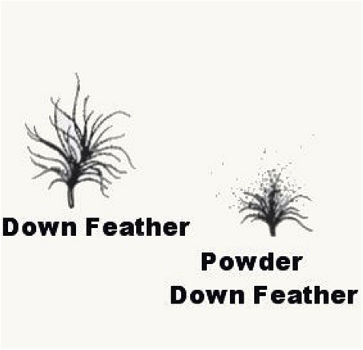 <p>-</p><p>Down (under the contour feathers in mature birds)</p><p>•</p><p>Down feathers: fine, soft feathers located under &amp; between contour feathers</p><p>•</p><p>Important for insulation!!!</p><p>•</p><p>Young birds are covered in down feathers before developing adult plumage</p>