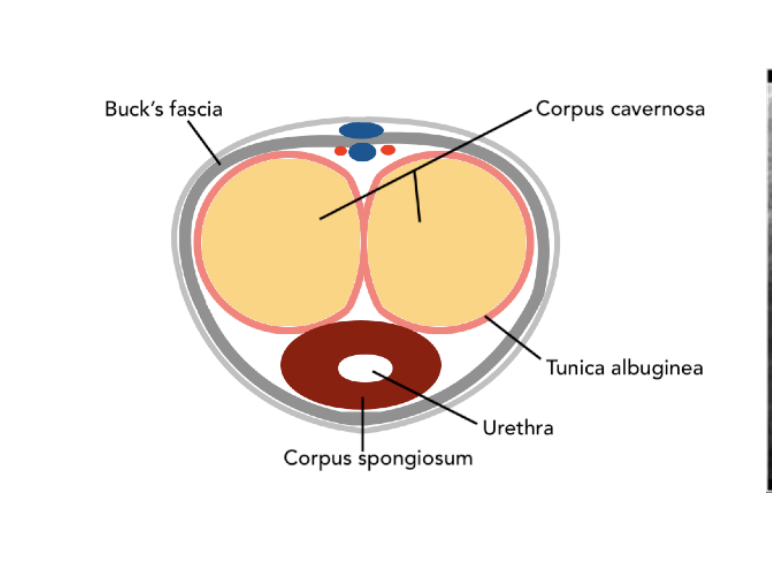 <p>Buck fascia</p>
