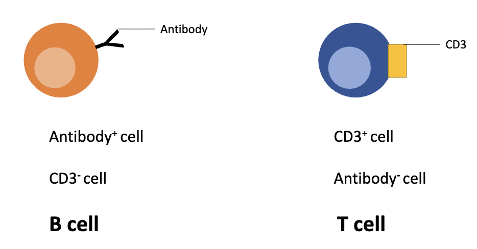 <p>Example:</p><ul><li><p>Antibody+ CD3– → <strong>B cell</strong></p></li><li><p>CD3+ Antibody– → <strong>T cell</strong></p></li></ul><p></p>