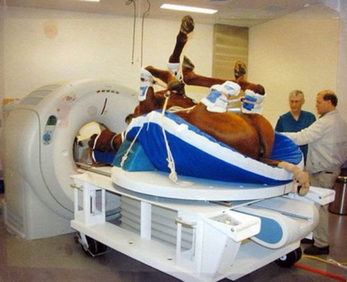 <p>T/F: With CT, the horse is generally anesthetized.</p><p>Imaging is limited to carpus/tarsus and distal limb and head.</p>