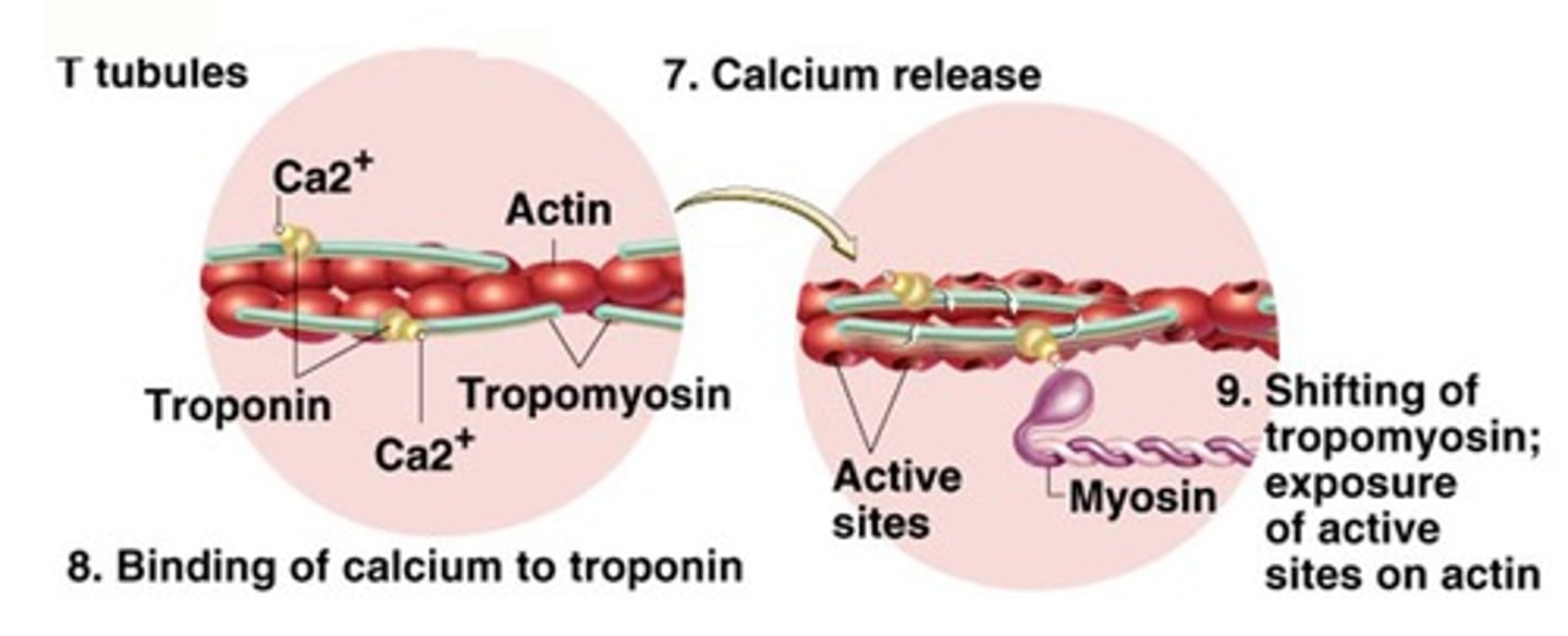 <p>Calcium ions enable actin and myosin to bind and initiate sarcomere contraction. Causes change in tropomyosin and moves down to expose myosin binding sites.</p>