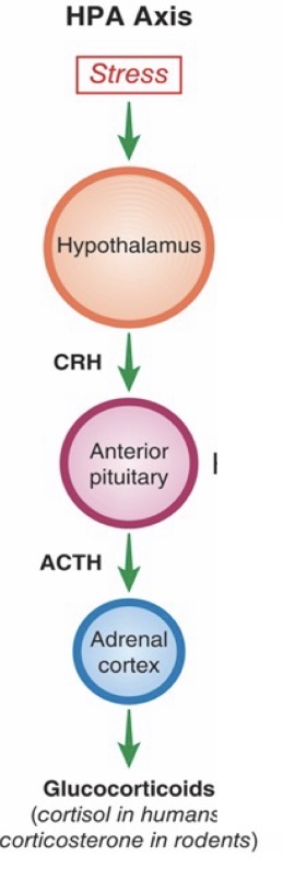 <p>Corticotropin-releasing hormone (CRH) is released from hypothalamus. This triggers released of adrenocorticotropic hormone (ACTH) from the anterior pituitary. Then results in release of glucocorticoid stress hormones from the adrenal cortex. This HPA response is delayed and longer lasting than the fight and flight of the sympathetic nervous system.</p>
