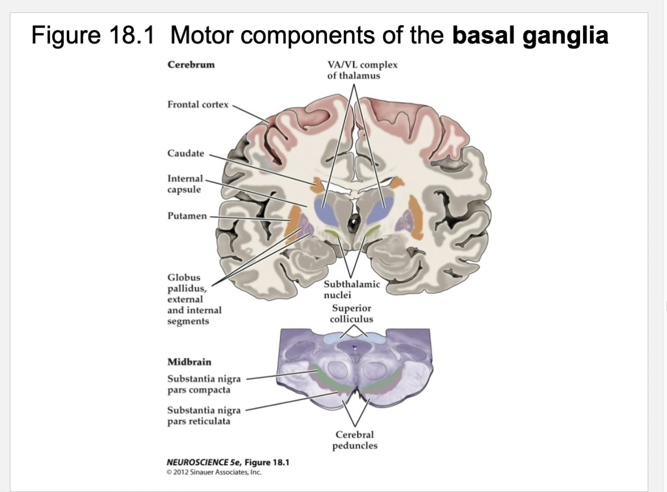 <p>Figure 18.1- Motor components of basal ganglia</p>