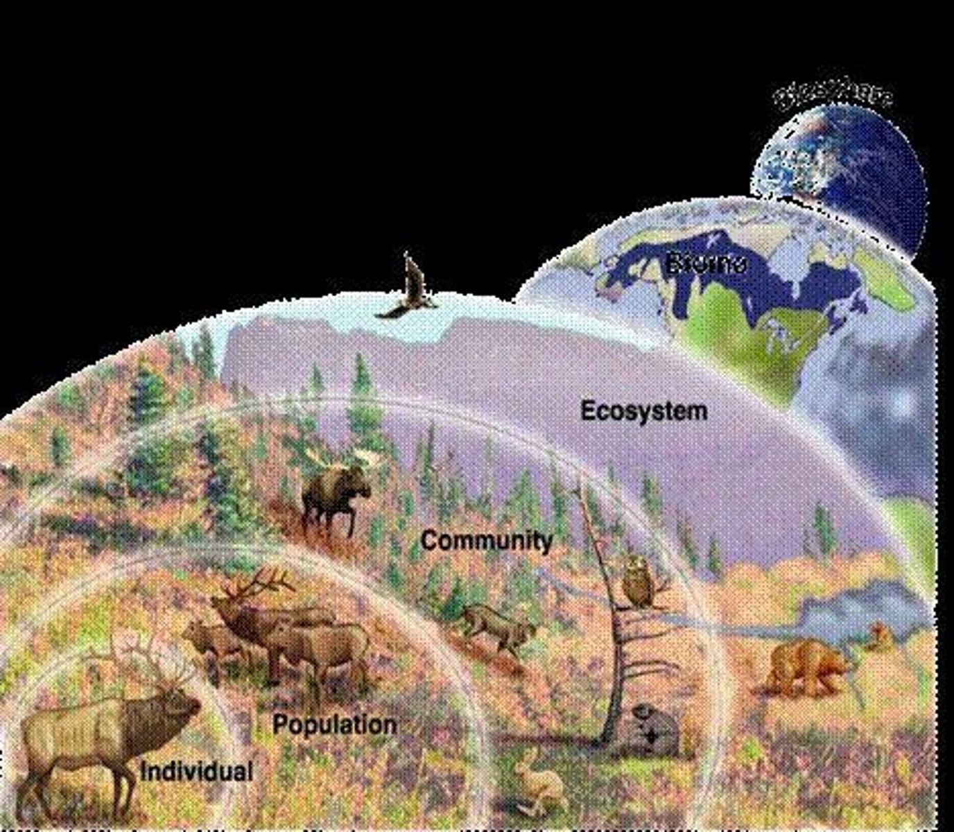 <p>Cycle of gas exchange between plants and animals.</p>