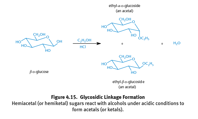 <p>Formed when hemiacetals react with alcohols; The anomeric hydroxyl group is transformed into an alkoxy group, creating <span>α- and </span>β-acetals; Creates glycosides formed by glycosidic bonds</p>