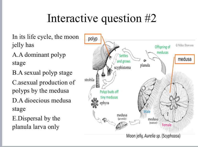 <p>Practice Question (Life Cycle) - In its life cycle, the moon jelly has</p>
