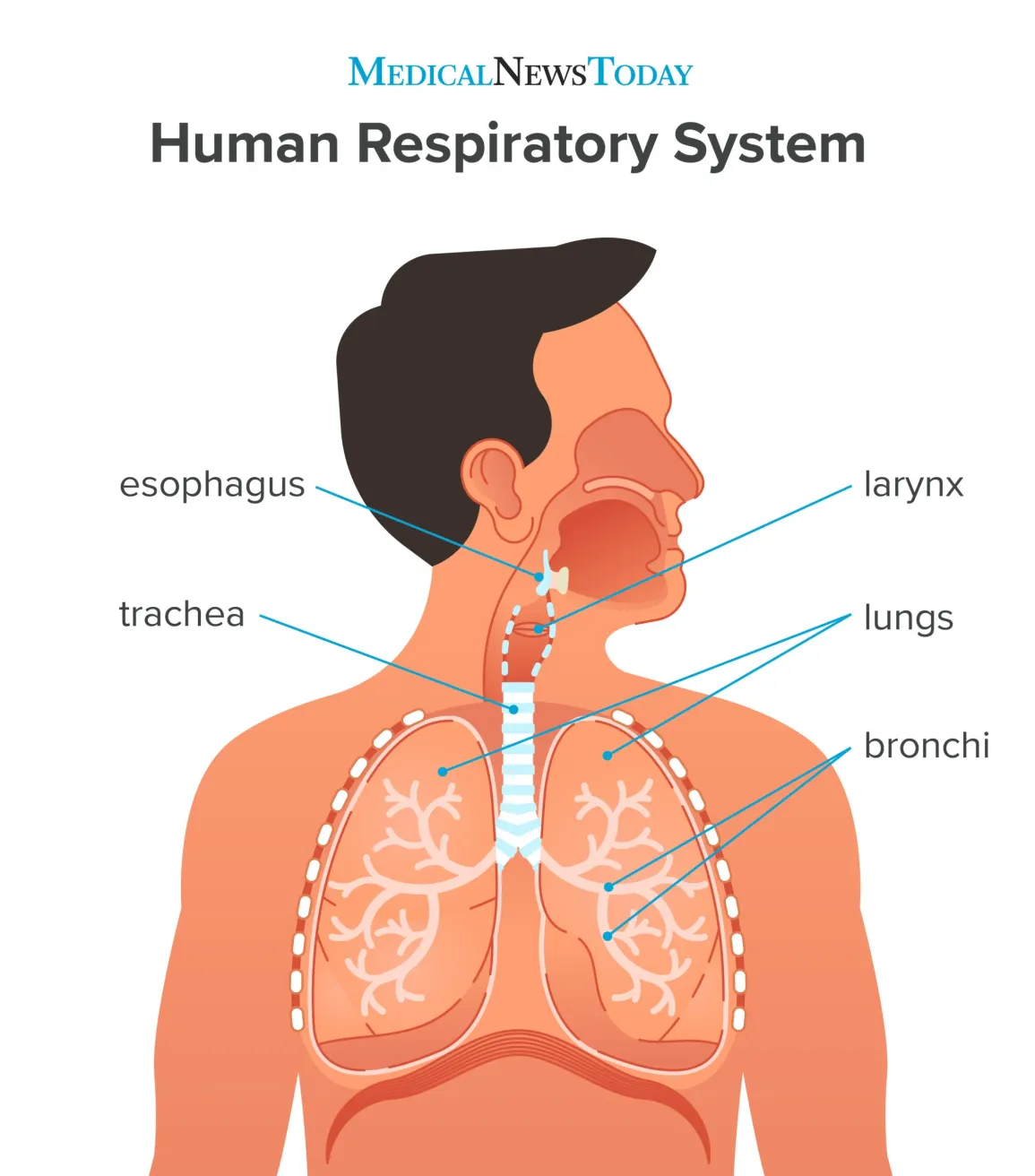 <p>helps to carry air into and out of the lungs </p>