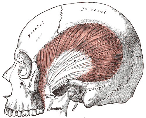 <p>Temporalis </p>