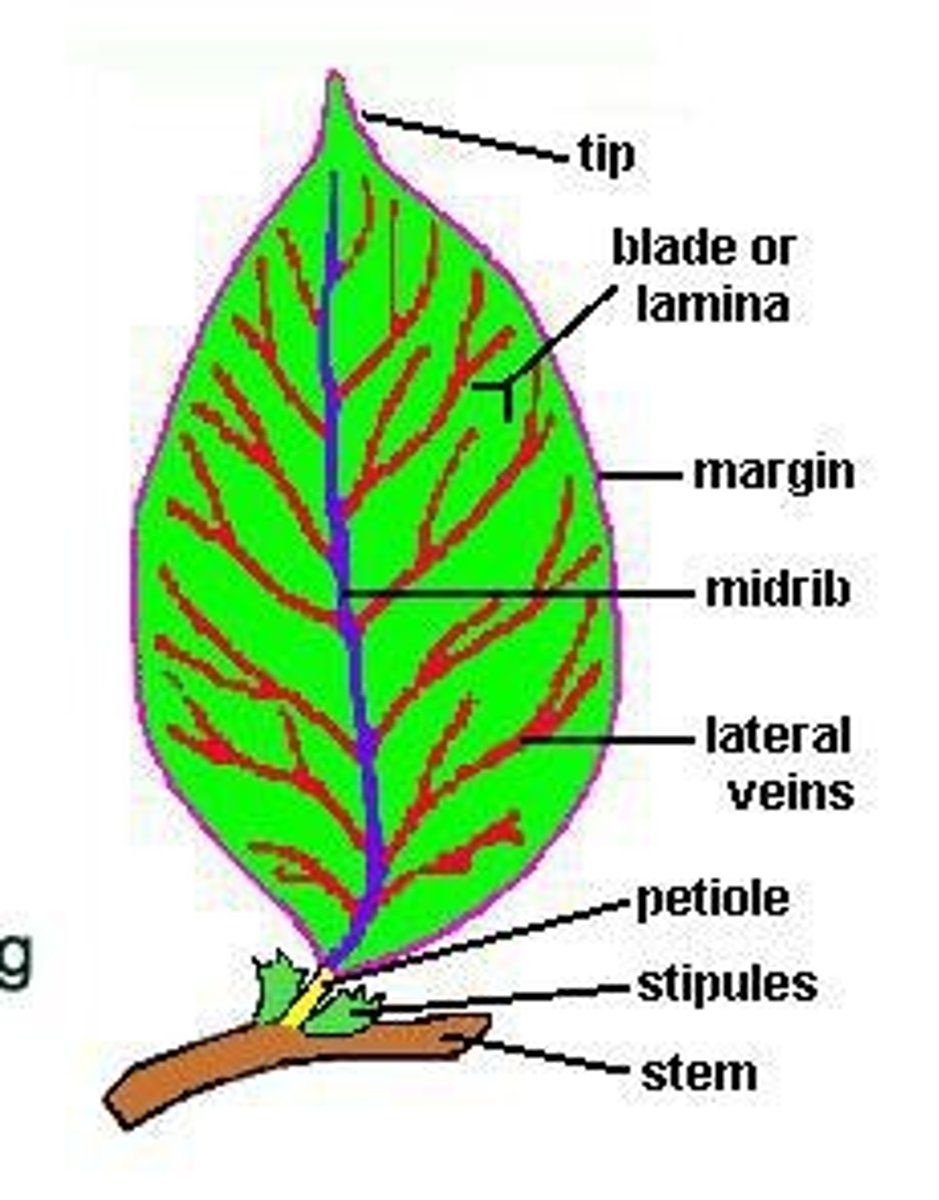 <p>The green flatted portion which performs most of the photosynthesis in the plant.</p>