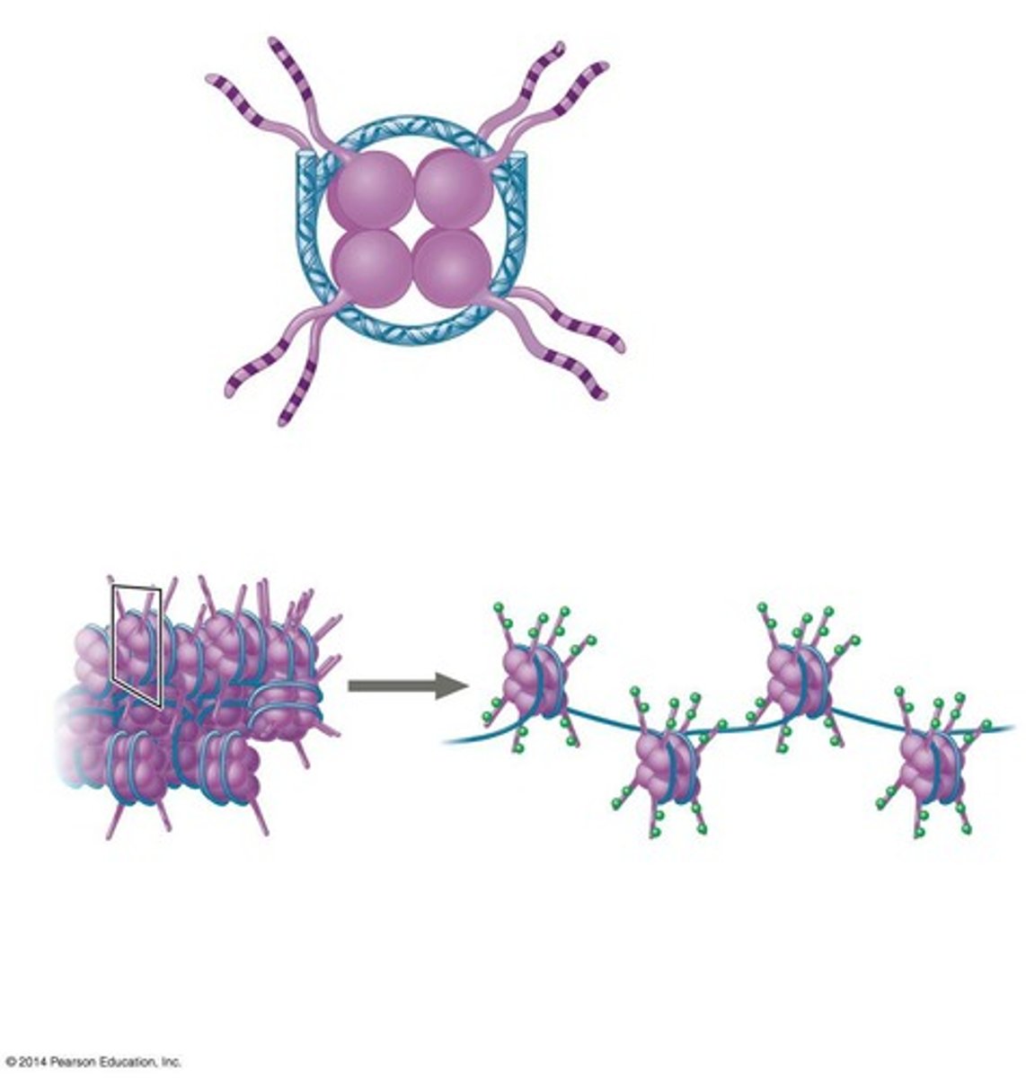<p>Chromatin modification</p>