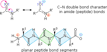 <ul><li><p>mammalian proteins are alpha amino acids</p></li><li><p>20 amino acids</p></li><li><p>carboxyl group reacts with amino group to form a peptide bond and lose a water molecule</p></li><li><p>catalysed by peptidyl transferase (28s ribozyme-<span><span>ribonucleic acid enzymes</span></span>)</p></li><li><p>within a polypeptide chain, ind amino acids = residues</p></li><li><p>when &gt;50 amino acids are in a polypeptide is a protein</p></li><li><p>peptide bond is planar (partial double bond between carbonyl O and N)</p></li><li><p></p></li><li><p></p></li></ul><p></p>