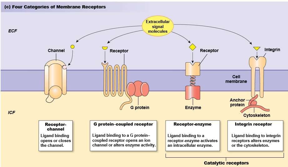 
1. receptor-channel (fast-acting)
2. G-protein coupled receptor
3. receptor-enzyme
4. integrin receptor (cytoskeletal response)
