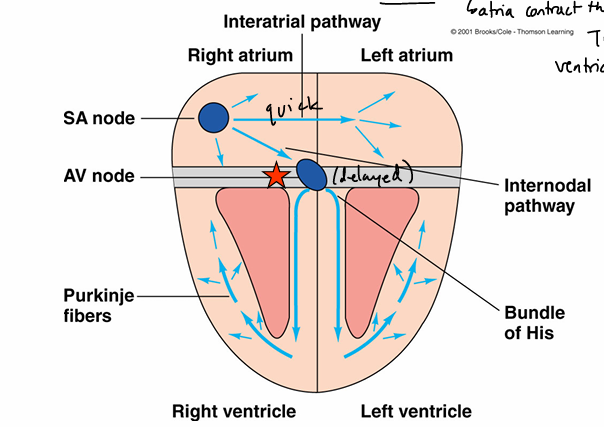 <ul><li><p>interatrial pathway- pathway of specialized, cardiac cells that conducts pacemaker activity from right atrium to left atrium</p><ul><li><p>fast conduction speed; both atria contract at same time </p></li></ul></li><li><p>internodal pathway- pathway of specialized, cardiac cells that conducts pacemaker activity from SA node to AV node</p><ul><li><p>makes sure ventricles contract AFTER atria </p></li></ul></li><li><p>av nodal delay- pacemaker activity happens slowly through AV node, delay of ~100 ms</p><ul><li><p>atria contracts then relaxes, THEN the ventricles contract </p></li></ul></li></ul><p></p>