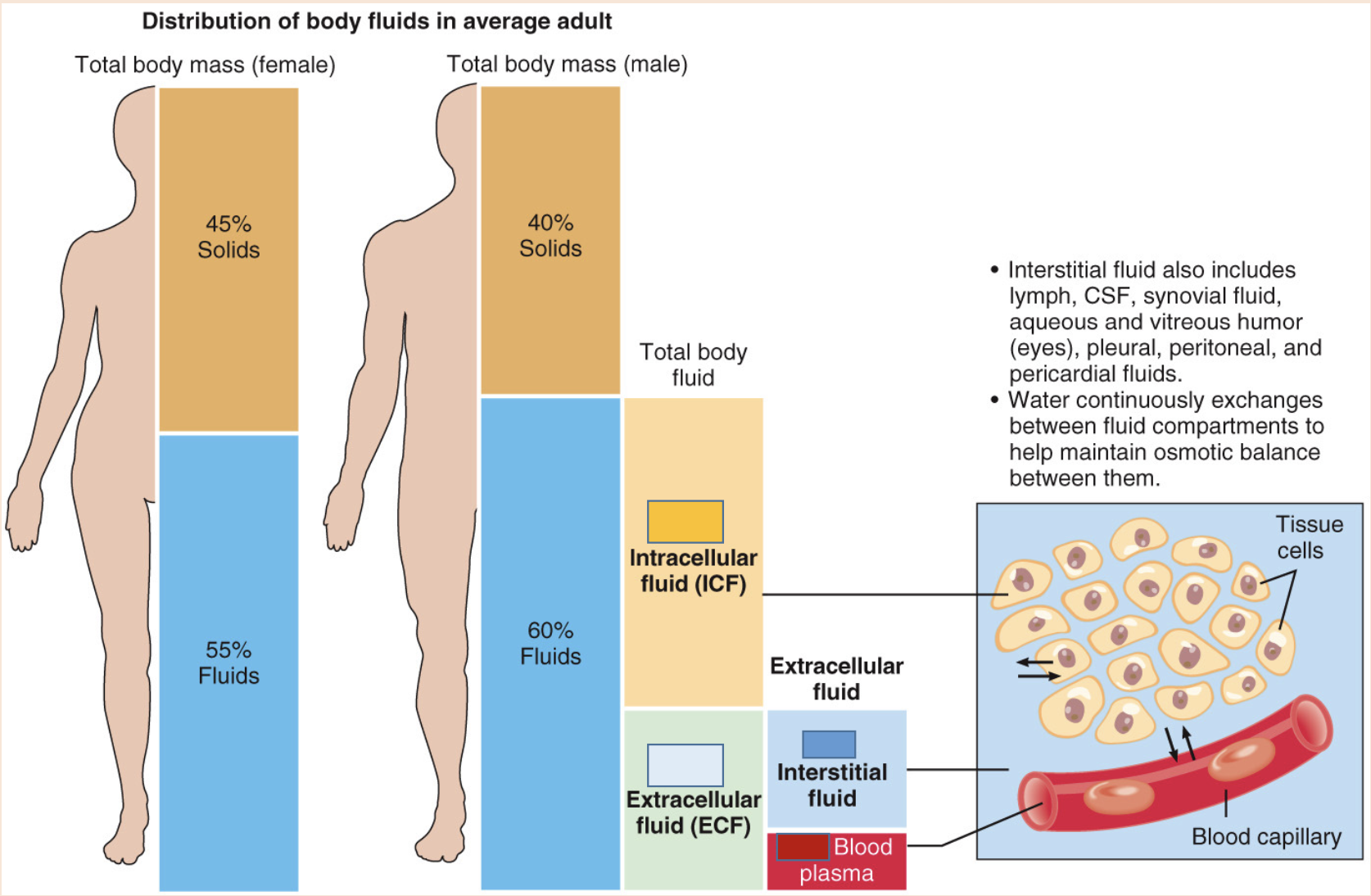 <p>Intracellular fluid (ICF).</p><p>Extracellular fluids (ECF). </p>