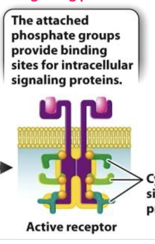 <p>the attached phosphate groups provide binding sites for intracellular signaling proteins</p>