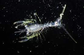 <p>Which Poda larvae is it?</p>