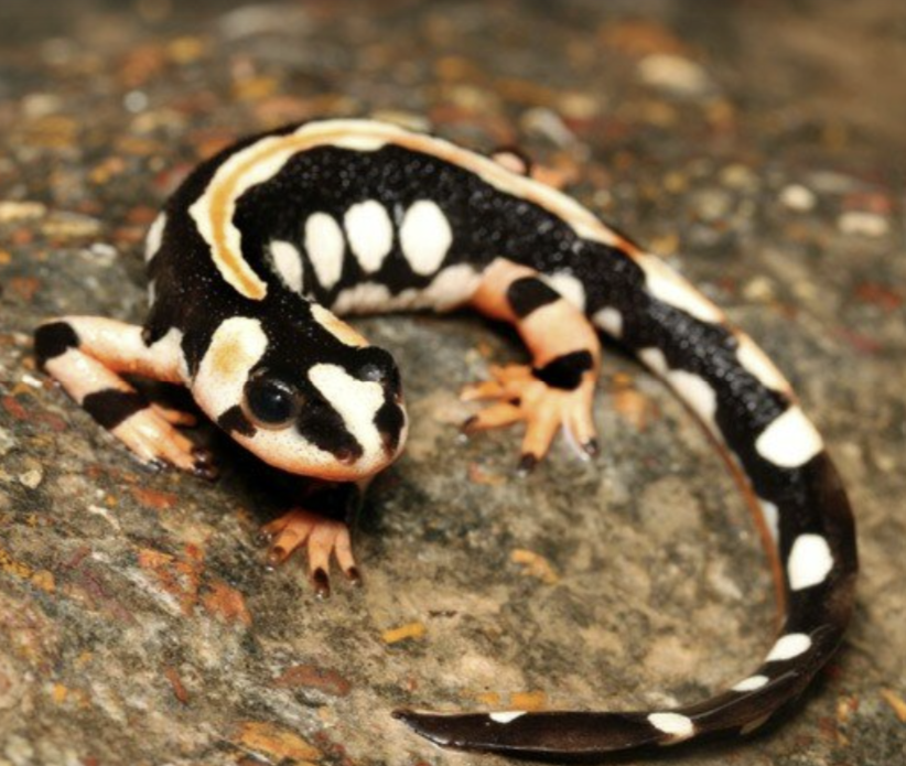 <ul><li><p>native to Iran → found in snowmelt mountain streams </p></li><li><p>live in inhospitable environments, with a very low number left in the wild </p></li><li><p>black with an orange belly and yellow-white spots </p></li><li><p>originally smuggled into the US; now, able to get them legally and cheaply in the US instead </p><ul><li><p>serves as a type of conservation (smugglers no longer need to take them from their native habitat)</p></li></ul></li></ul><p></p>