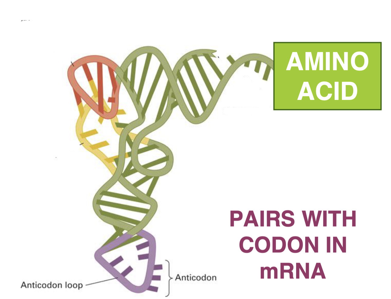<p>pair codons with AAs</p><p>—&gt; becomes charged when attached to AA</p>