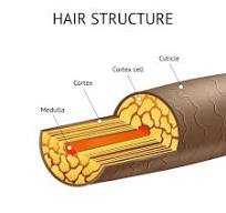 <p>Cuticle- outermost layer of hair shaft</p><p> cortex-Lower layer under cuticle</p><p> medulla- innermost component of hair </p>