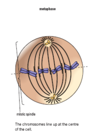 <p>Definition: the phase of mitosis in which the chromosomes are aligned across the center of the cell. </p><ol><li><p>Centrosomes reach the opposite ends of the cell</p></li><li><p>Chromosomes move toward the middle of the cell and line up along the center of the cell</p></li><li><p>The spindle fibers stretch all the way from the centrosomes to the centromeres </p></li><li><p>Each centrosome becomes attached to 2 spindle fibers one from each end of the cell. </p></li></ol><p>Note: longest phase in mitosis.</p>