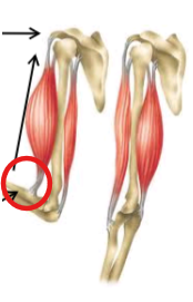 <p>Region of bone that is mobile with attached muscle</p>