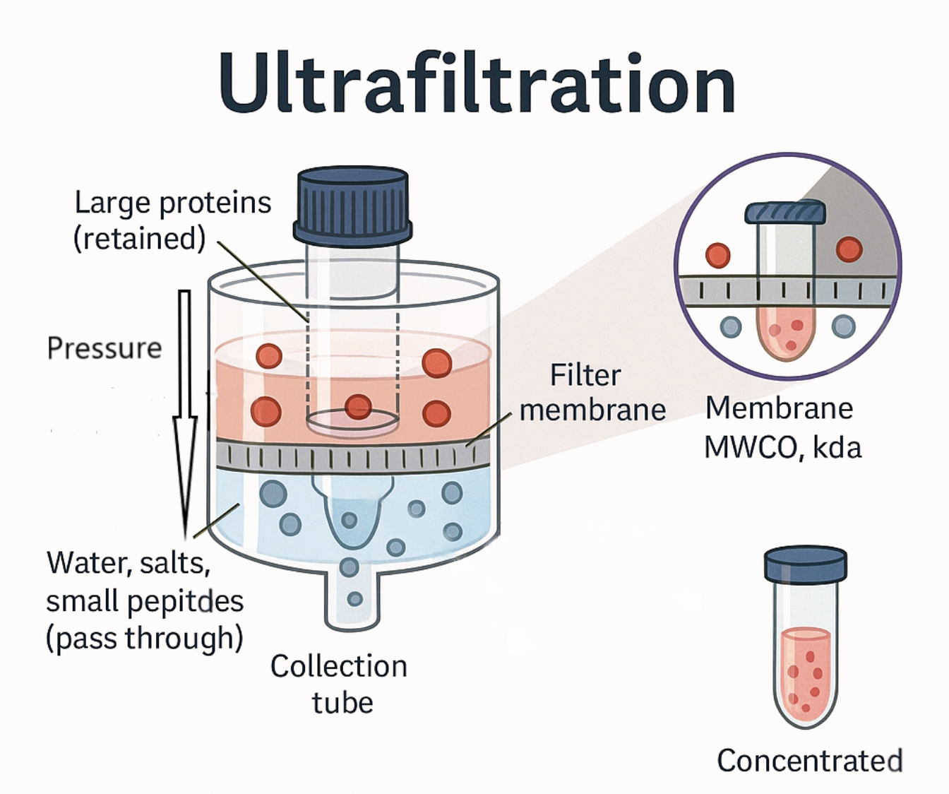 <ul><li><p>Upper and lower chambers separated by a semipermeable membrane</p></li><li><p>Centrifugation or vacuum is used to force water and small solutes through the membrane leaving concentrated target protein in the upper chamber</p></li></ul><p></p>