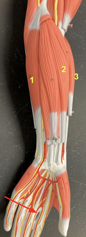 <p>(1) Flexor carpi ulnaris and (2) flexor carpi radialis.</p>