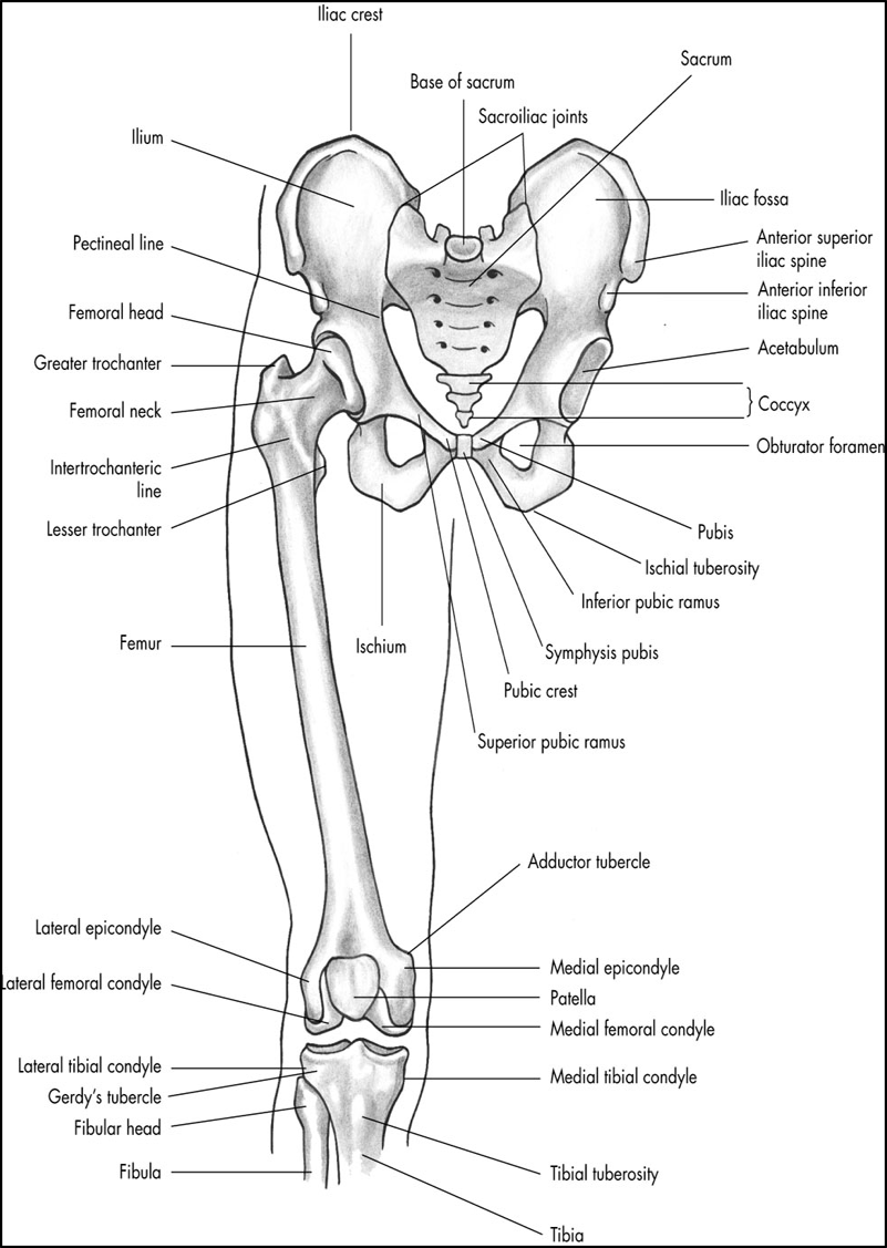 <p>what are the pelvic bones</p>