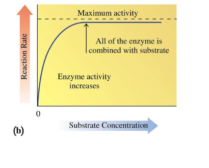 <ul><li><p>increasing substrate concentration increases rate of reaction</p></li><li><p>eventually saturates an enzyme with substrate to give maximum activity</p></li><li><p>run out of enzymes for substrates to bind to</p></li></ul>