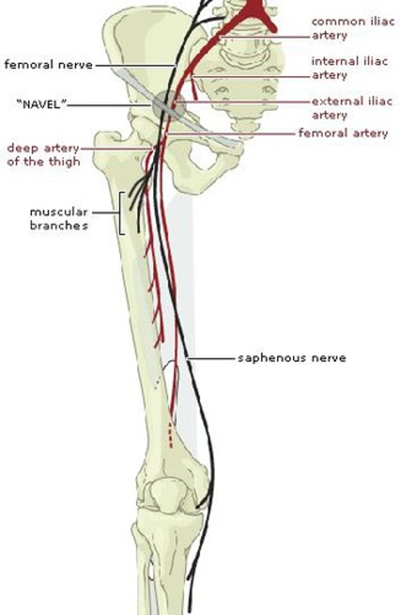 <p>saphenous nerve</p><p>skin of the anteromedial leg and medial foot</p>