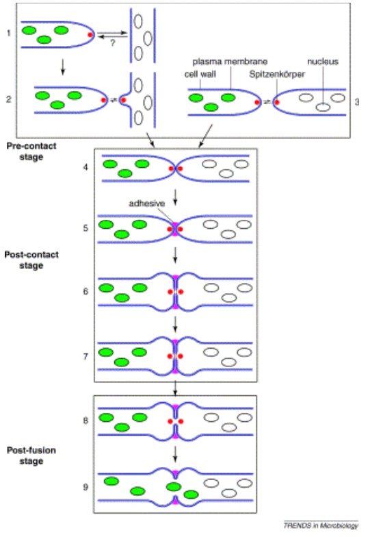 Hyphal fusion